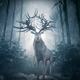 Wouldn’t want to be on the wrong end of those antlers.